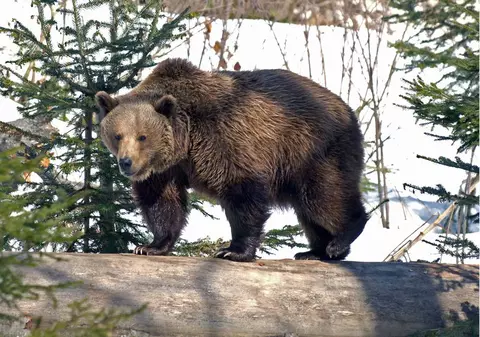 WWF lansează o campanie de salvare a urşilor din Carpaţi