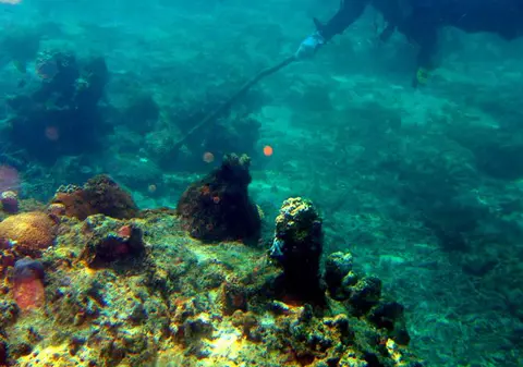 Cel mai rapid animal din lume, un crustaceu de 2 milimetri