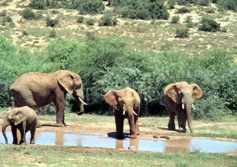 Zimbabwe va exporta elefanţi şi girafe în Coreea de Nord 