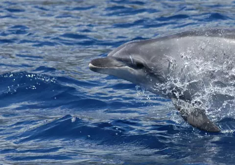 Delfinii şi balenele au conştiinţa asemănătoare cu a oamenilor