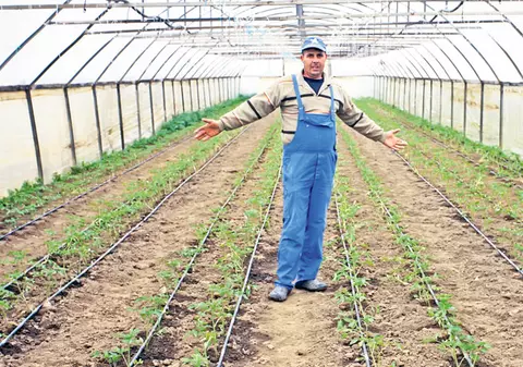 De aici vom mânca roşii gustoase!