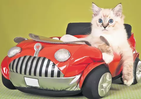 Lucrezi noaptea? Ia-ţi o pisicuţă!