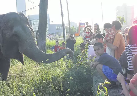 Elefantul a ieşit la păscut