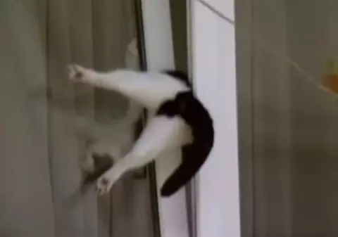 Video | Curiozitatea pisicească: a rămas blocată într-o fereastră rabatată