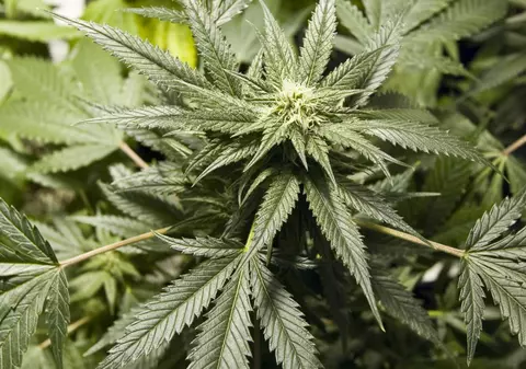 Plantaţie de marijuana, descoperită în grădina unei mănăstiri din Uganda