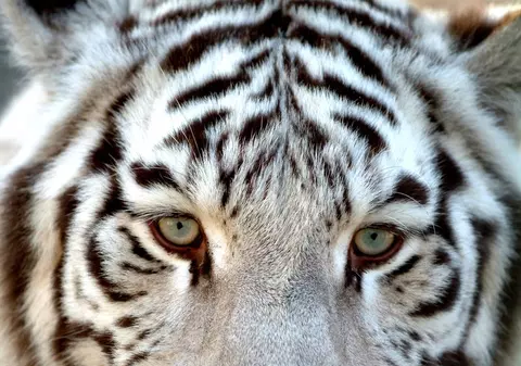 Un bărbat a fost sfâşiat de 5 tigri la o grădină zoologică din China