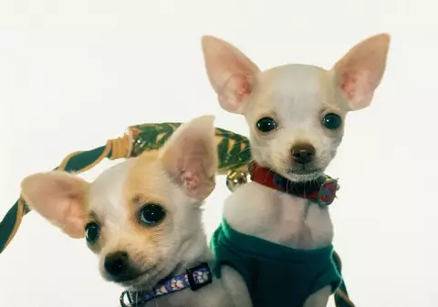 I-a lăsat căţeluşei 12.000.000$!