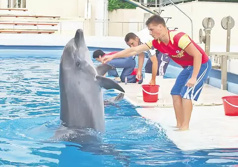 Începând de azi, delfinii de la Constanţa se dau în spectacol