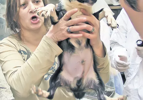 O femeie din sectorul 2 creştea 37 de câini în subsol de bloc