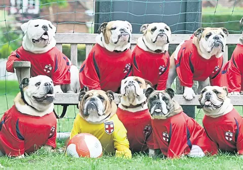 Englezii au găsit soluţia pentru criza naţionalei: să intre buldogii!