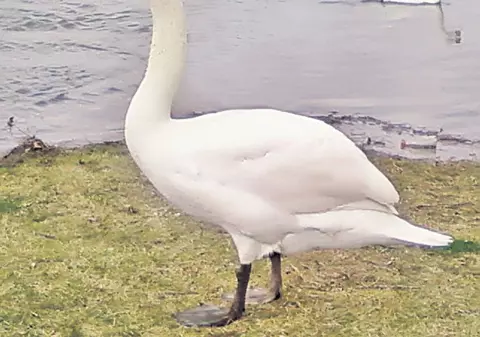 Ce păsări frumoase avem în Cişmigiu!