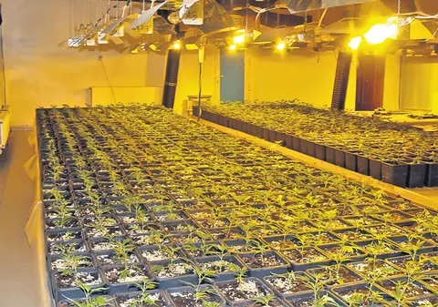 Aşa arată o seră cu canabis