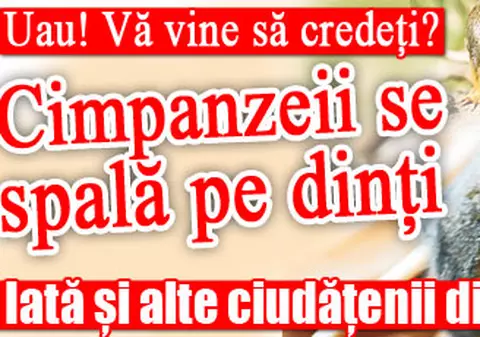 Ştiaţi că cimpanzeii se spală pe dinţi? Iată şi alte ciudăţenii din lumea maimuţelor