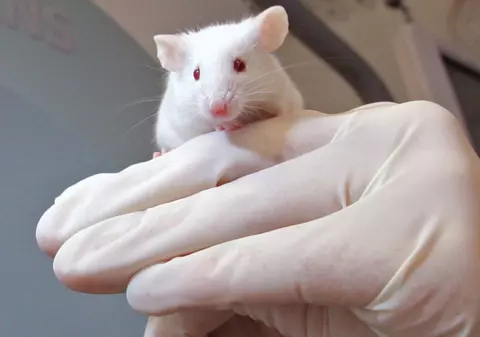 Speranţa de viaţă a omului ar putea creşte până la 140 de ani, datorită unei bacterii