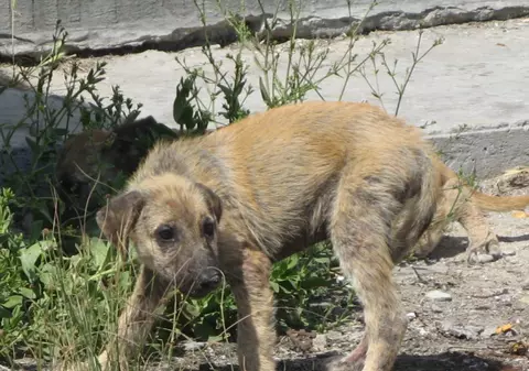 Irakienii, în război cu maidanezii - Au ucis peste 50.000 de câini