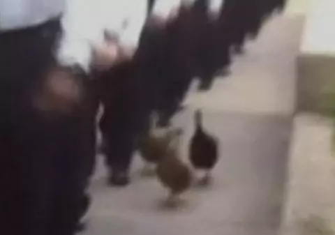 Video | Trei raţe, cadeţi la Academia de Poliţie 