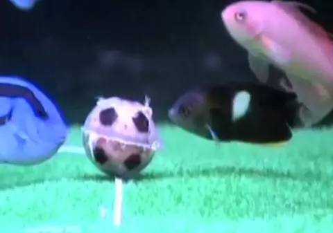 Video | CM de fotbal pentru peştii de acvariu: Japonia vs. Olanda