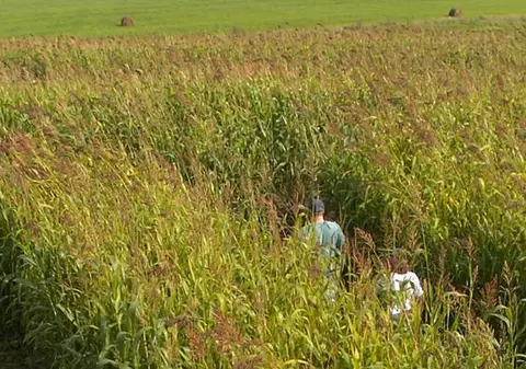 România, pe primul loc în Uniunea Europeană la producția de porumb și floarea soarelui în 2019, anunță INS