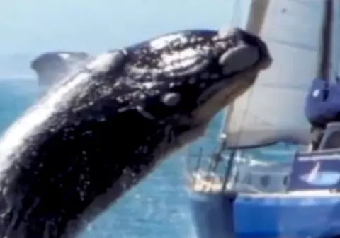 Foto | O balenă de 40 de tone "a atacat" un yacht
