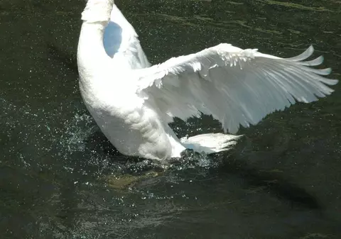 Un bărbat a intrat dezbrăcat în lacul din Parcul Herăstrău pentru a prinde o lebădă din ţarcul pentru păsări