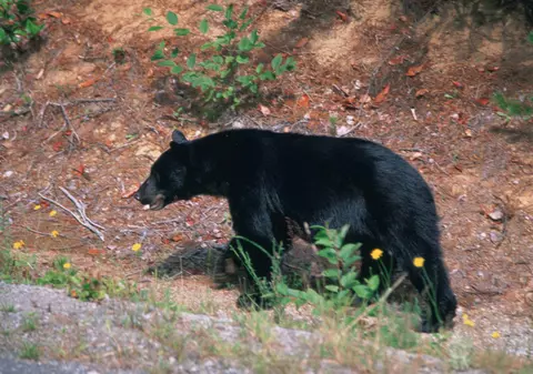 Un urs a furat un ursuleţ de pluş, dintr-o casă din Laconia