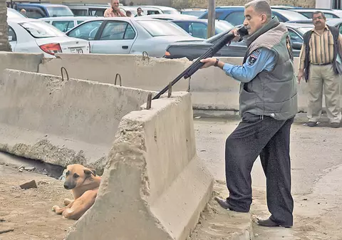 Aşa scapă irakienii de maidanezi