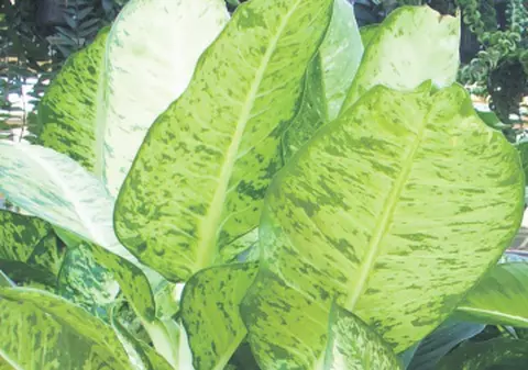 Această plantă paralizează!