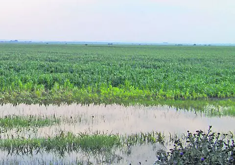Un agricultor din Tulcea, afectat de inundaţii: «Atât a mai rămas din lanul meu de porumb»