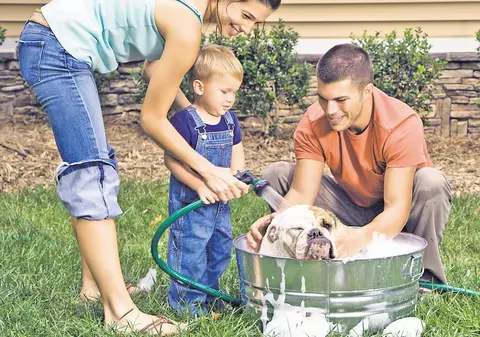 Şamponul special îţi fereşte câinele de căpuşe