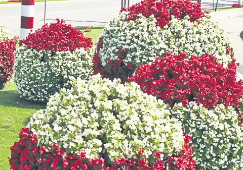 Ce de flori pe şoseaua Petricani!