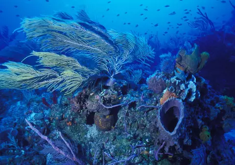 Bureţii de mare au gene comune cu oamenii