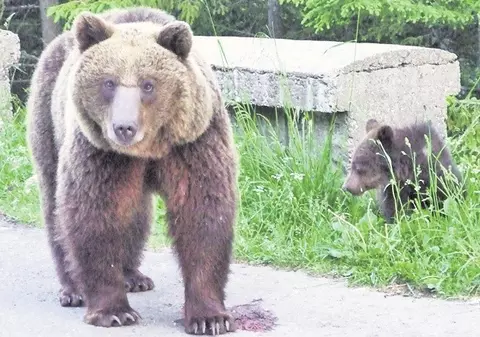 Bărbat rănit de urs, la cules de afine şi ciuperci