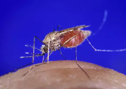 A ajuns virusul West Nile şi la noi? Doi bărbaţi suspectaţi, internaţi la Tulcea