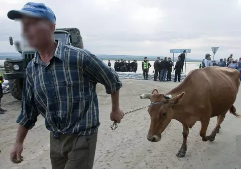 O vacă s-a plimbat patru zile prin canalizarea unui sat