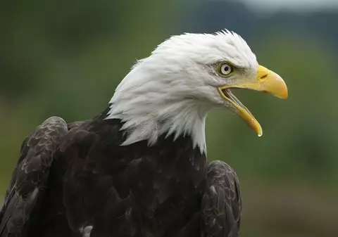 Un vultur perturbă traficul aerian deasupra Marii Britanii