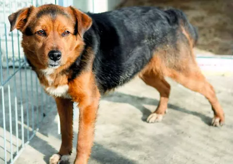 Femeie, în stare gravă după ce a fost muşcată de gură de un câine