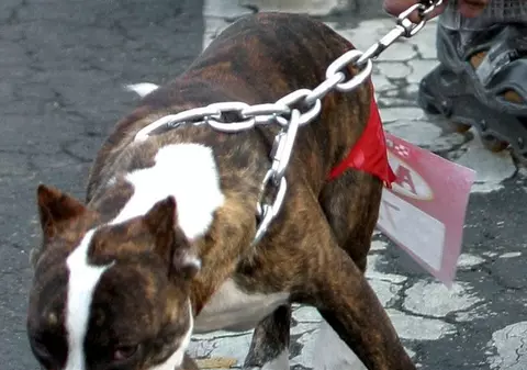 O pisică şi-a salvat stăpâna, atacată de patru câini pitbull