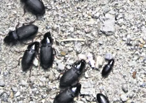 Ne-au invadat gândacii!