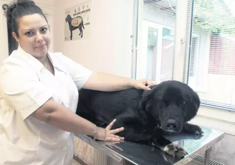 Căldura a zăpăcit căţeii