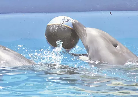 Delfinii de la Constanţa s-au îndrăgostit