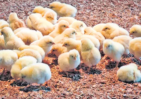 De mâine încep să vină banii europeni destinați fermierilor