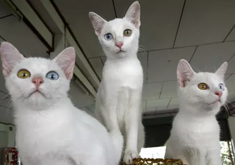 ”Sărbătoarea pisicii”, festivalul unde se mănâncă feline