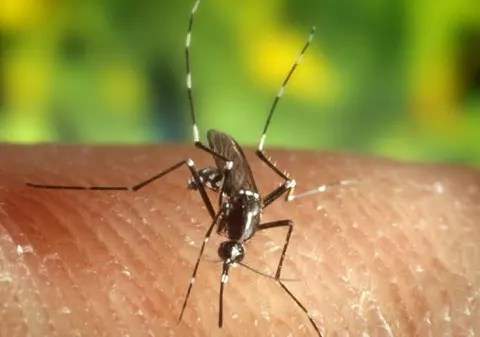 O fată de 12 ani, purtătoare a virusului West Nile, a fugit din spital 
