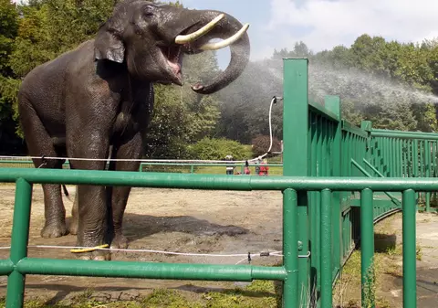 Elefant, arestat pentru crimă în India
