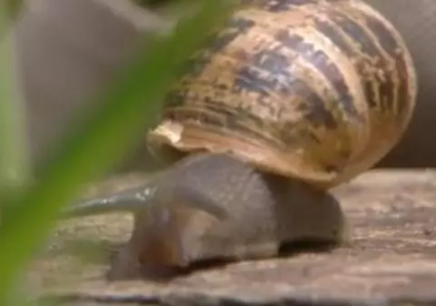 O bunică a fost desemnată omul de ştiinţă amator al anului, pentru cercetări în domeniul melcilor