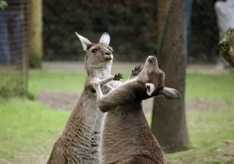 Doi canguri au evadat de la o grădină zoologică din Germania