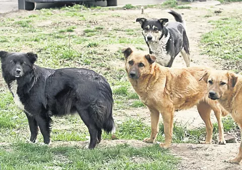 Medicii veterinari vor castra câte 70 de câini pe zi