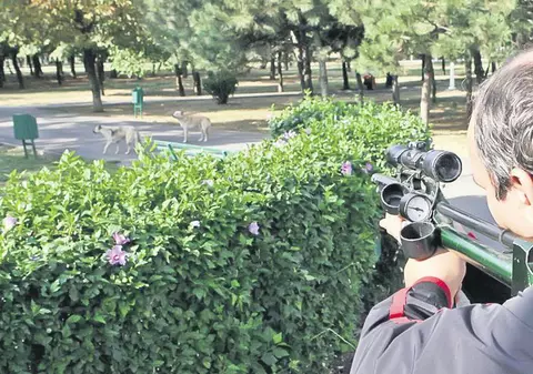 Aşa i-au prins pe maidanezi