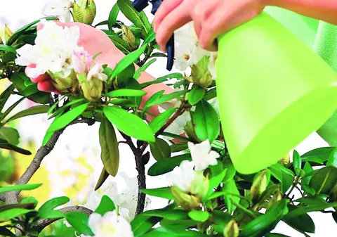 Fecioarele îngrijesc plantele