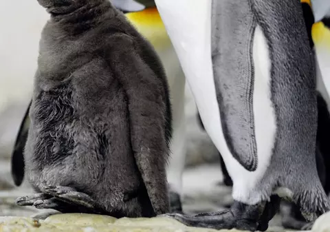 Au găsit fosila unui pinguin de două ori mai mare ca cei din prezent, în Peru
